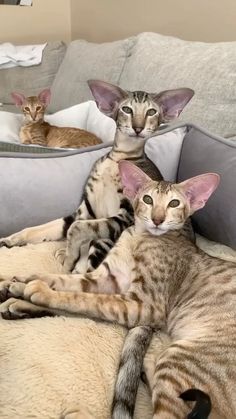 two cats laying on top of a couch next to each other in front of a mirror