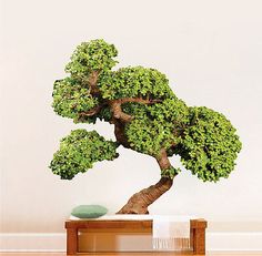 a bonsai tree sitting on top of a wooden table next to a white wall