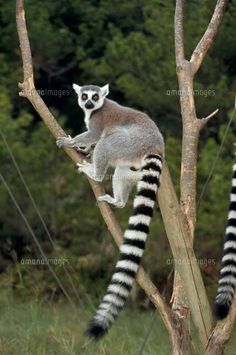 a couple of lemurs sitting on top of a tree