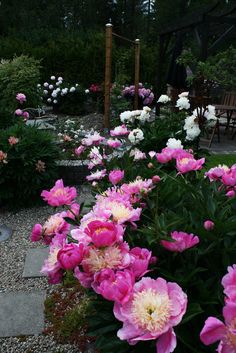 pink and white flowers in a garden with graveled walkway leading up to the house