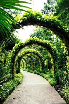 a pathway lined with lush green plants and trees