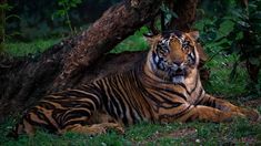 a tiger laying in the grass next to a tree