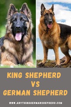 two german shepherd dogs standing next to each other with the words king shepherd vs german shepherd