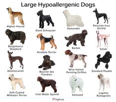 the different types of dogs with their names