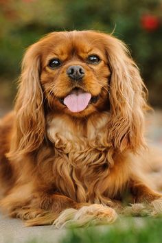 a brown dog laying on the ground with its tongue hanging out