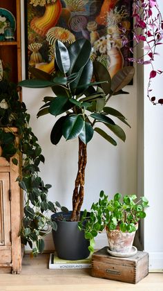 two potted plants are sitting on a table