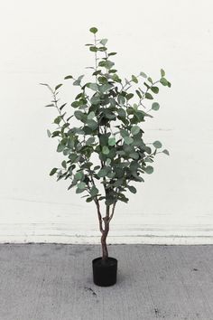 a small potted plant with green leaves on the floor next to a white wall