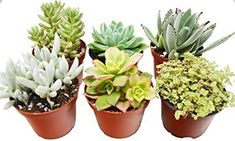 four different types of succulents in small pots on a white background,