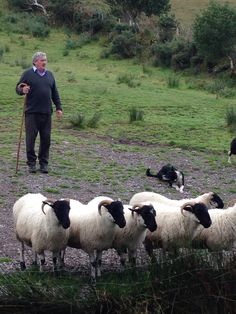 a man standing next to a herd of sheep