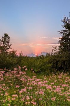 the sun is setting behind some trees and wildflowers in an open field with pink flowers