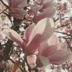 pink flowers blooming on the branches of a tree