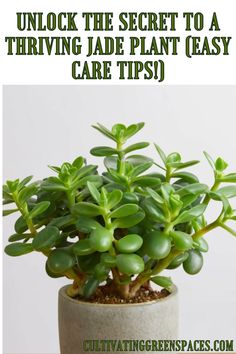 a potted plant with text overlay that reads unlock the secret to a thriving jade plant easy care tips