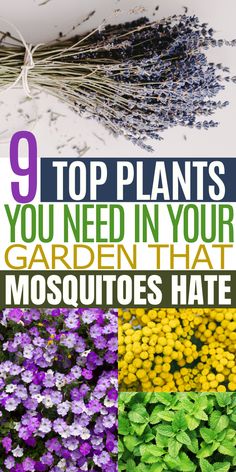 the top plants you need in your garden that mosquitoes hate