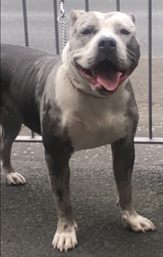 a black and white pitbull standing next to a fence with its tongue out