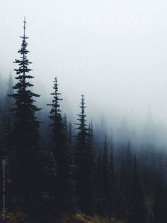 a foggy forest filled with lots of tall pine trees on top of a hill