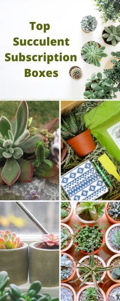 top succulent subscription boxes are shown here