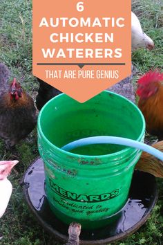 chickens and roosters in the grass with text overlay reading 6 automatic chicken waterers that are pure genius