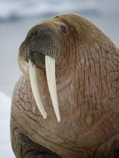 a walpopo with long white tusks on it's head is standing in the snow