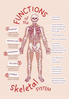 the skeletal skeleton and its functions are labeled in red text on a light pink background