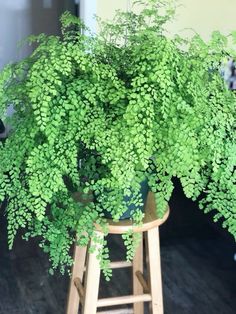 a green plant sitting on top of a wooden stool