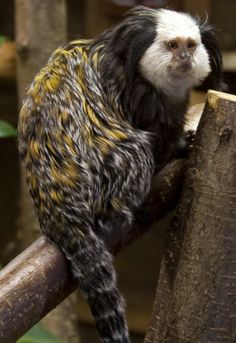 a black and white monkey sitting on top of a tree branch