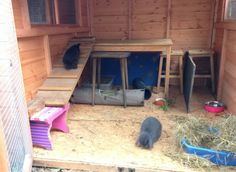 two black cats are in the back of a wooden house with hay and other items