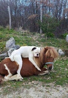 a small horse laying on top of it's mother