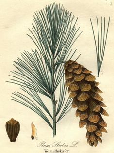 an illustration of pine cones and needles on a tree branch, from the natural history of the united states