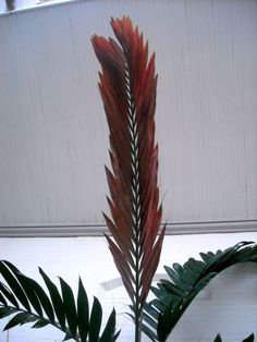 a plant with red and green leaves in front of a white wall next to a window