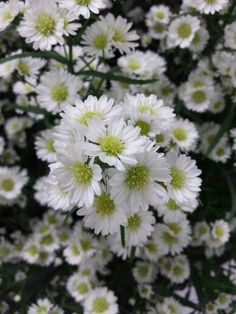 the white flowers are blooming very close together