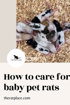 how to care for baby pet rats in the house and on the ground with text overlay that reads, how to care for baby pet rats