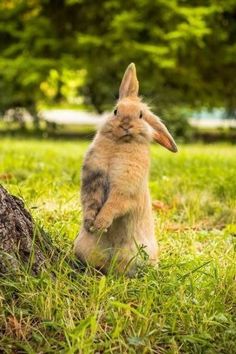 a small rabbit standing on its hind legs next to a tree