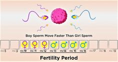 the fertiility period is shown in this graphic