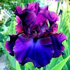 a purple flower with green leaves in the background