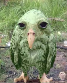 a close up of a green bird with big eyes