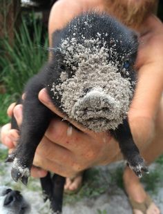 a man holding a baby animal in his hands with sand all over it's face