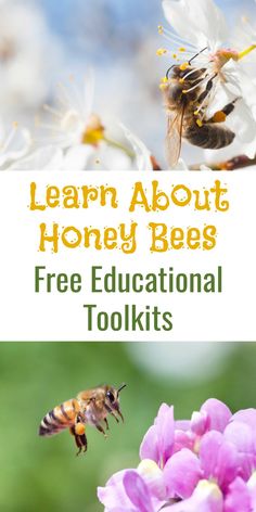 bees and flowers with the text learn about honey bees free educational tools