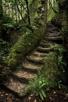 some steps in the woods with moss growing on them