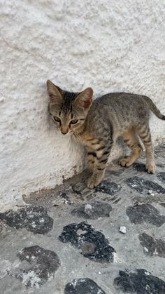 a small kitten standing on top of a stone floor next to a white stucco wall