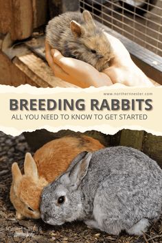 two rabbits are laying next to each other with the text breeding rabbits all you need to know to get started