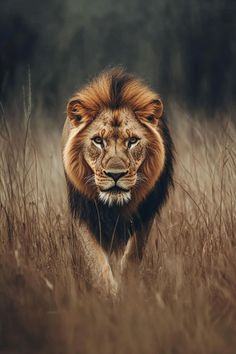 a lion is walking through tall grass in the wild with its eyes closed and it's head turned towards the camera