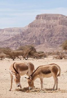 two donkeys are eating grass in the desert