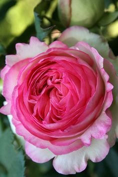 a pink and white rose is blooming in the sun, with green leaves around it