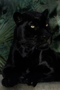 a black panther sitting on top of a rock next to a green plant covered wall