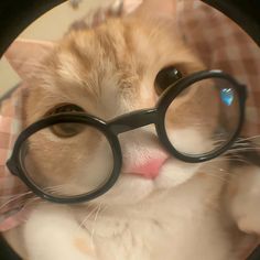 an orange and white cat with glasses on it's face