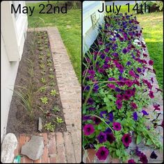 purple flowers are growing in the garden next to a brick path