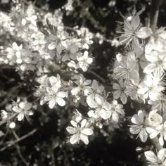 some white flowers are blooming on a tree in black and white photo with sunlight coming through the leaves