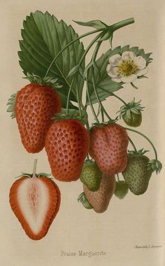 a group of strawberries hanging from a branch with leaves and flowers on it's side