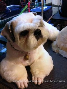 a small white dog sitting on top of a table next to a stuffed teddy bear