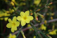 Jaśmin nagokwiatowy Spring Perennials, Winter Jasmine, Jasmine Plant, Famous Gardens, Garden Vines, Winter Plants, House And Garden, Flower Landscape, Evergreen Shrubs